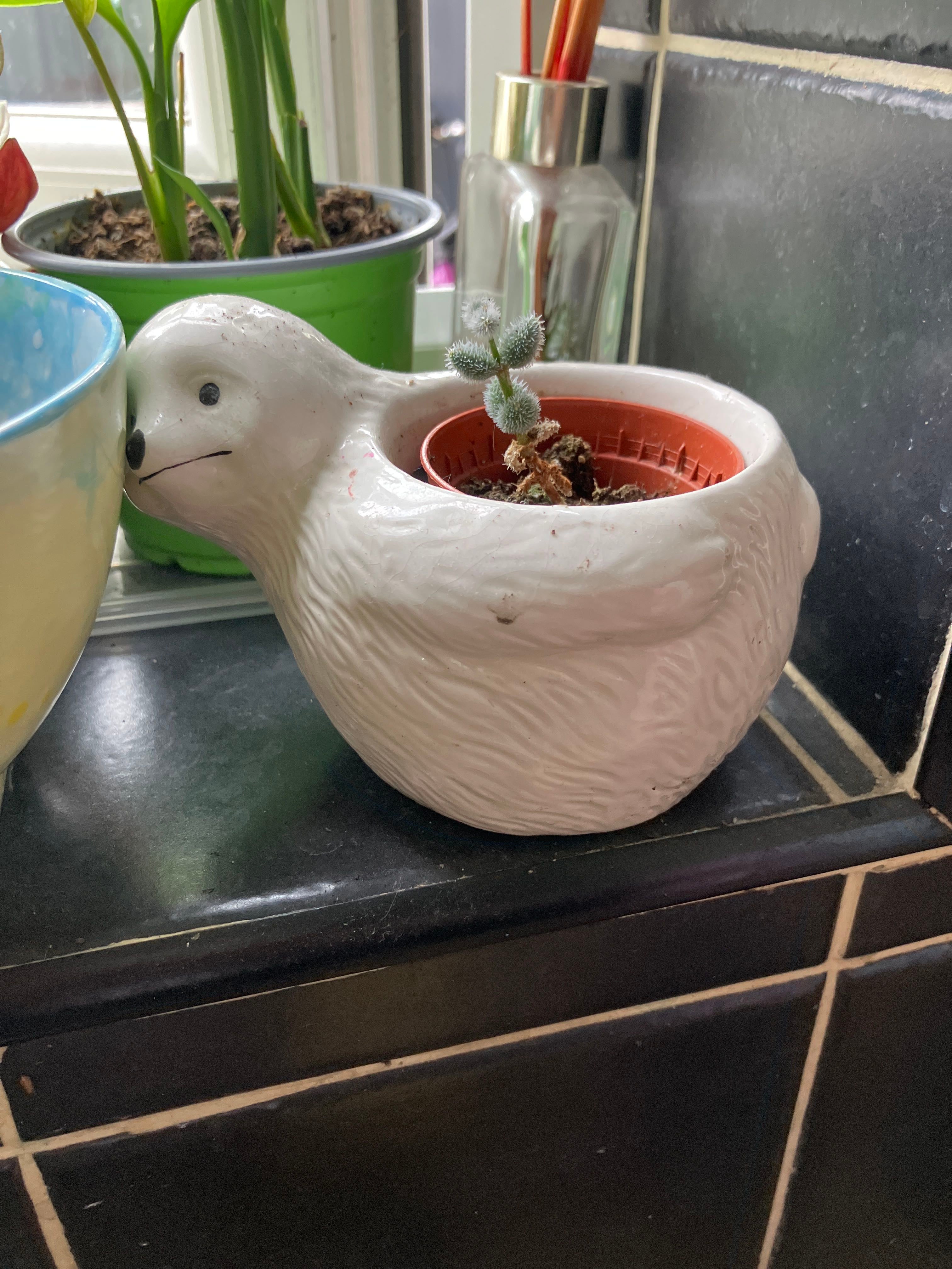 What to Do About Black Spots on Your Pickle Cactus 🥒