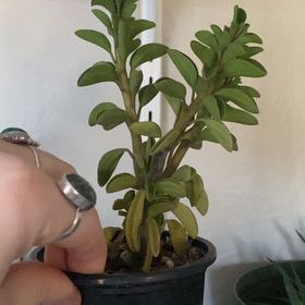 Photo of the plant species Peperomia wolfgang-krahnii by @CuteClubcoral named Elina on Greg, the plant care app