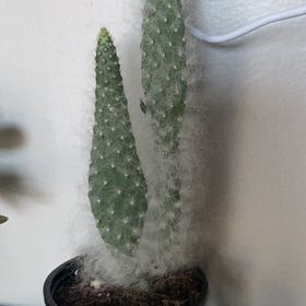 Photo of the plant species Old Man Prickly-pear by @CuteClubcoral named Tolkien on Greg, the plant care app