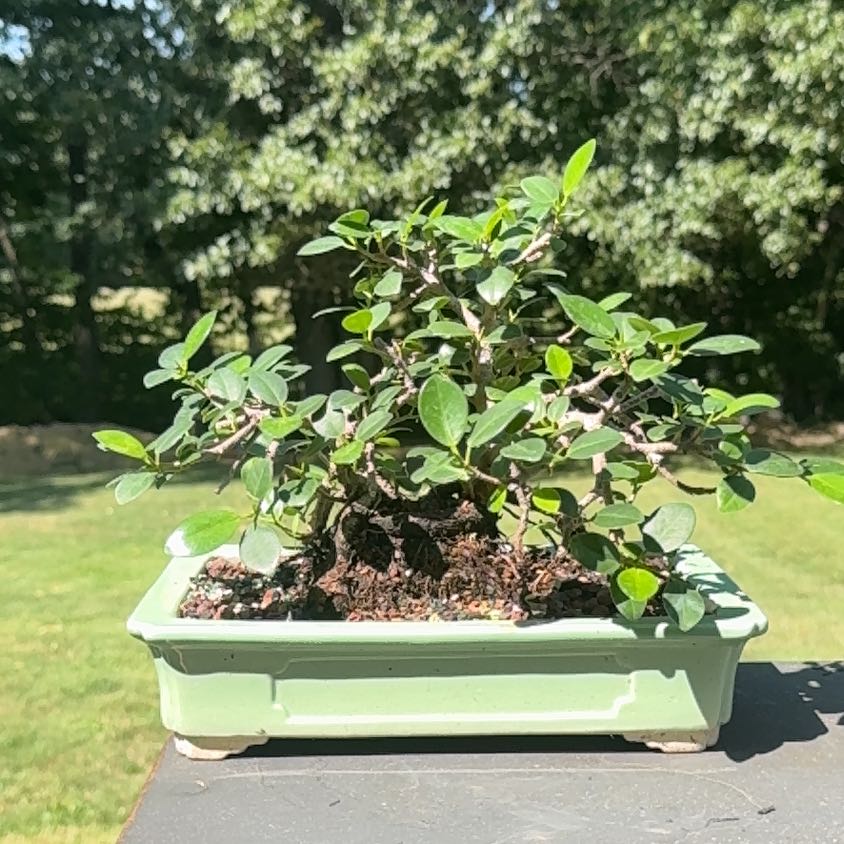Photo of the plant species Contorted Chinese Banyan by @omnompancakes98 named Aristotle on Greg, the plant care app