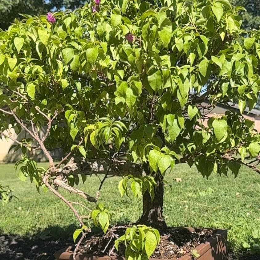 Photo of the plant species Bougainvillea Kini by @omnompancakes98 named James Dean on Greg, the plant care app