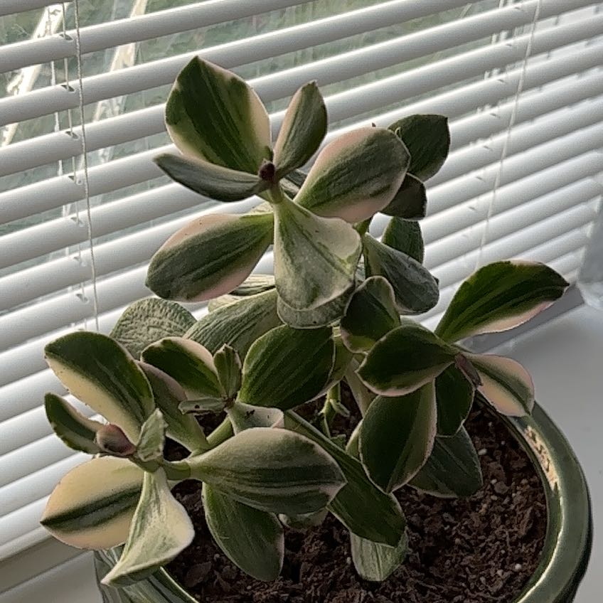 Jade Plant with variegated leaves in a pot near a window with blinds.