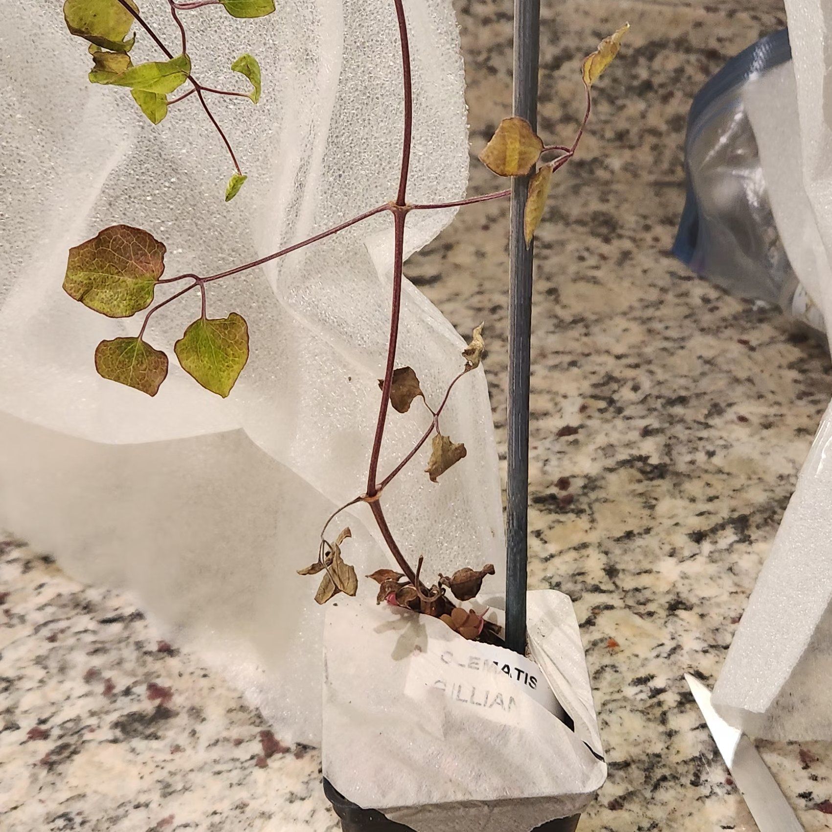 Japanese Creeper plant with yellowing and browning leaves in a small pot.
