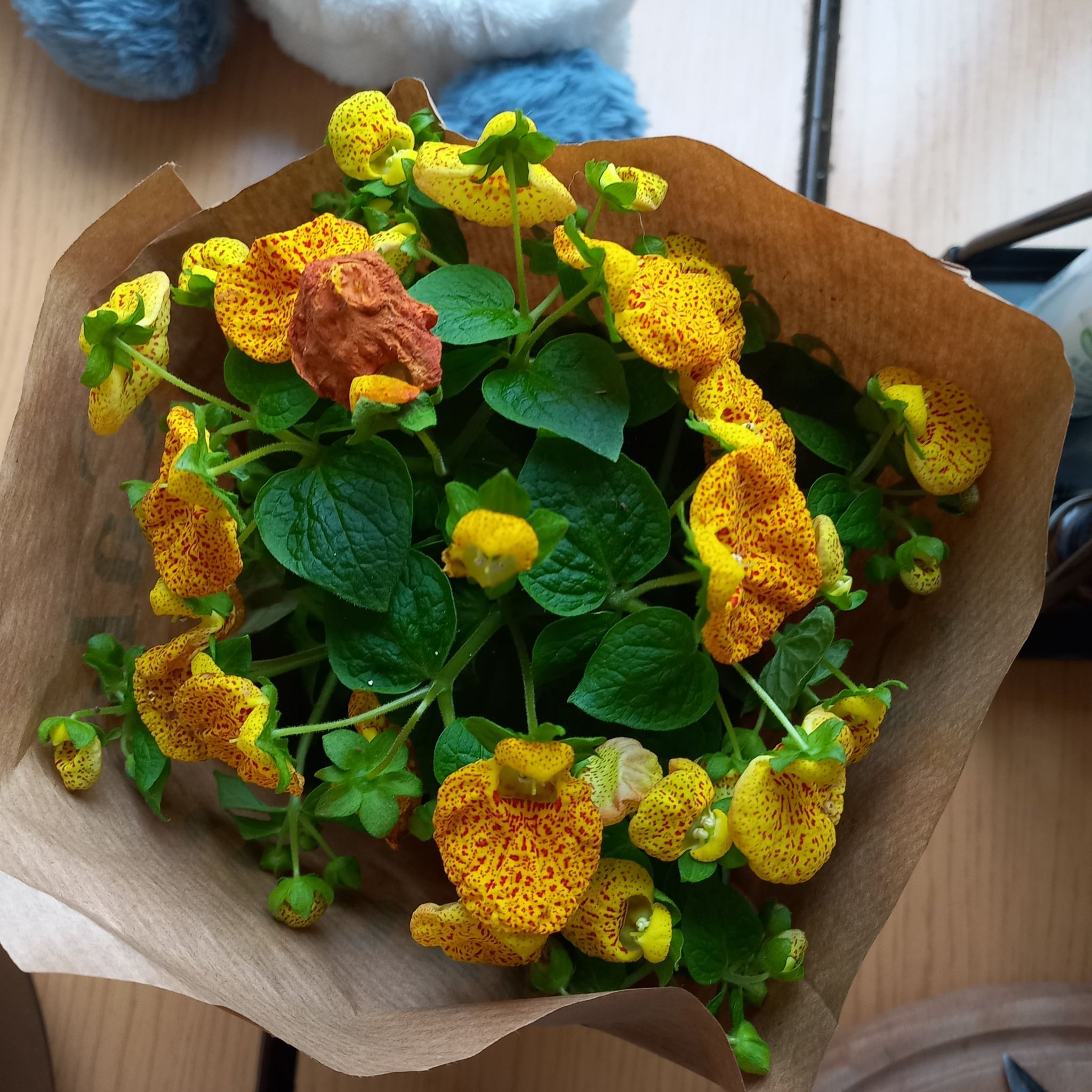 Photo of the plant species Pocketbook Plant by @ExcellentKoa named Madonna on Greg, the plant care app