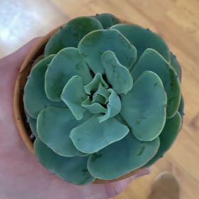 Photo of the plant species Echeveria 'Araceli' by @GoodyHorsemint named Daddy on Greg, the plant care app