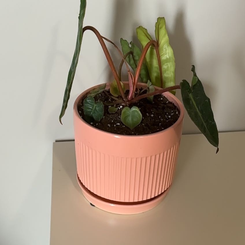 Photo of the plant species Red Stem Taro by @CozyHindurope named Fernie Mac on Greg, the plant care app