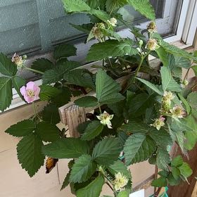 Photo of the plant species Osage Blackberry by @ShinyEasterlily named Harry on Greg, the plant care app
