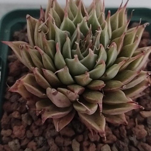 Photo of the plant species Graptopetalum filiferum by @PoetRedsword named Tolkien on Greg, the plant care app