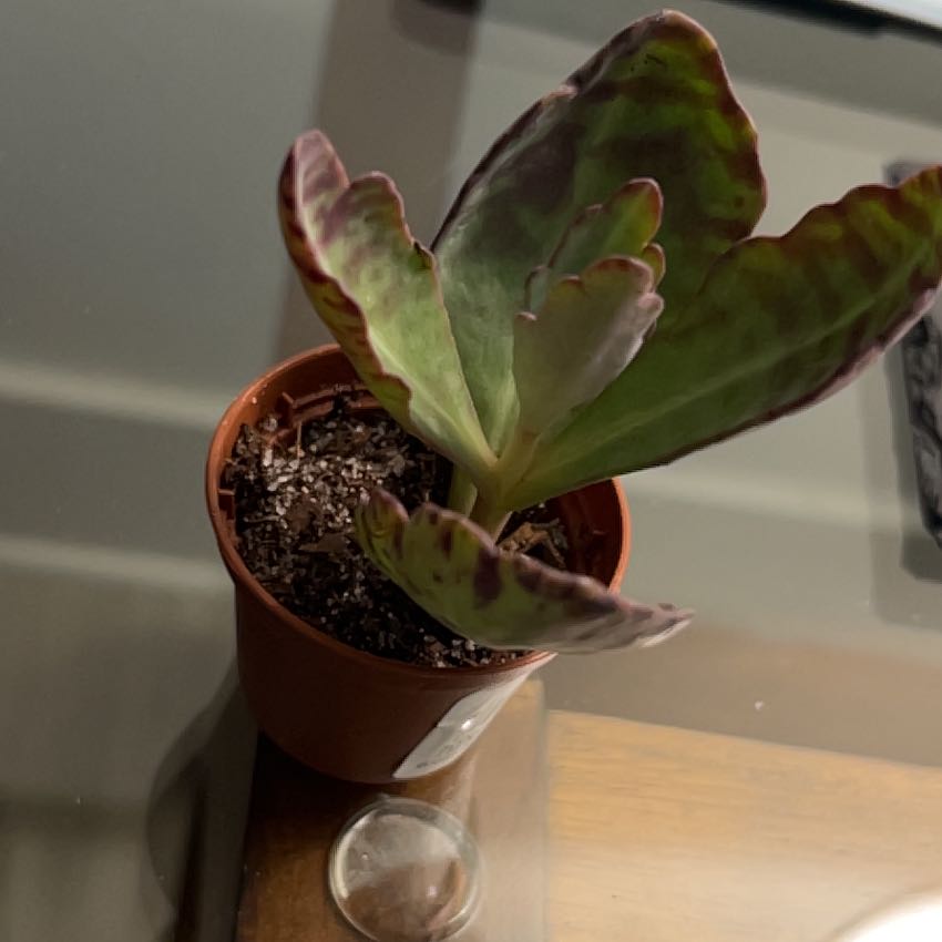 Photo of the plant species Cotyledon 'Lechuga' by @CTetanich named Succulant Cabbage on Greg, the plant care app