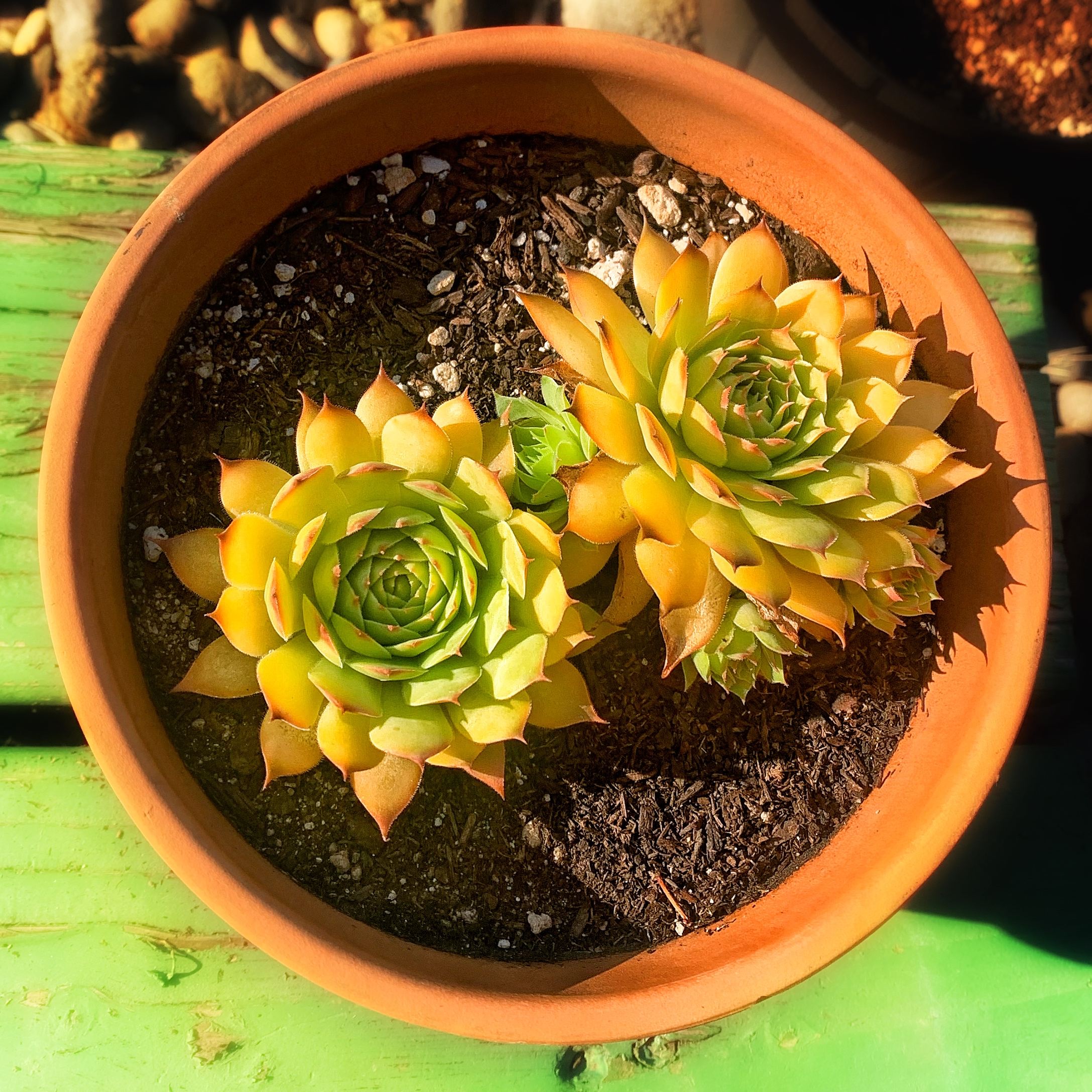 Photo of the plant species Gold Nugget Hens and Chicks by @LaSiguanaba named Starburst on Greg, the plant care app
