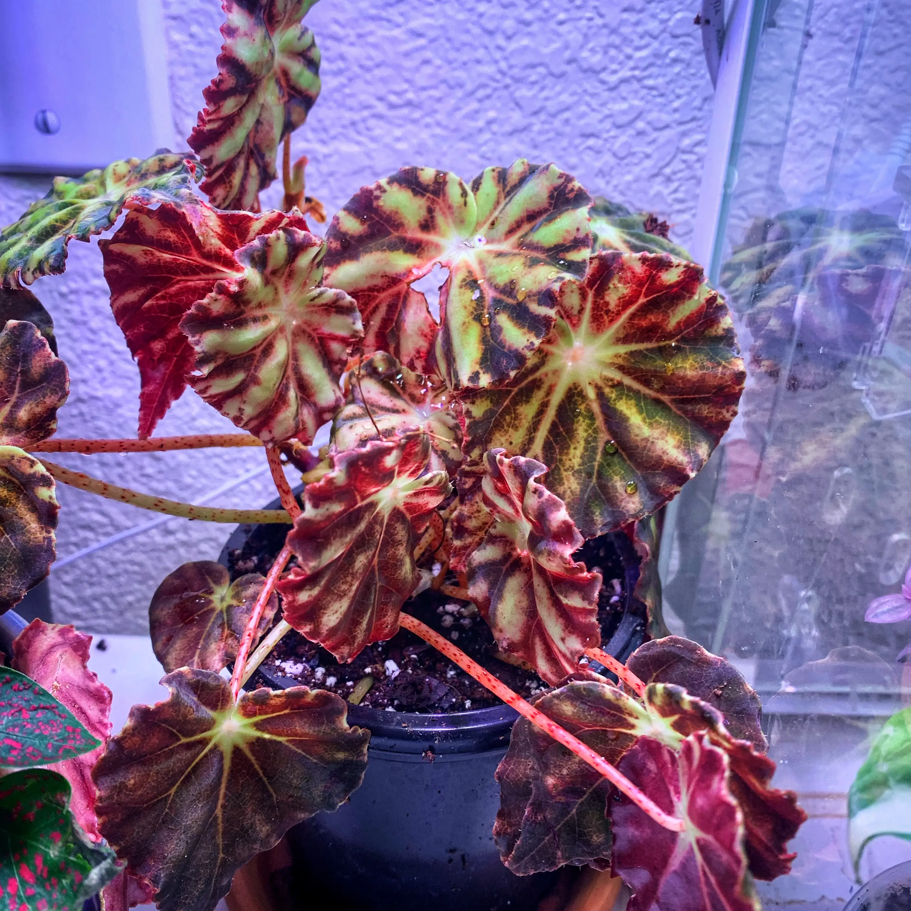 Photo of the plant species Rex Begonia by @LaSiguanaba named Queen Mab on Greg, the plant care app