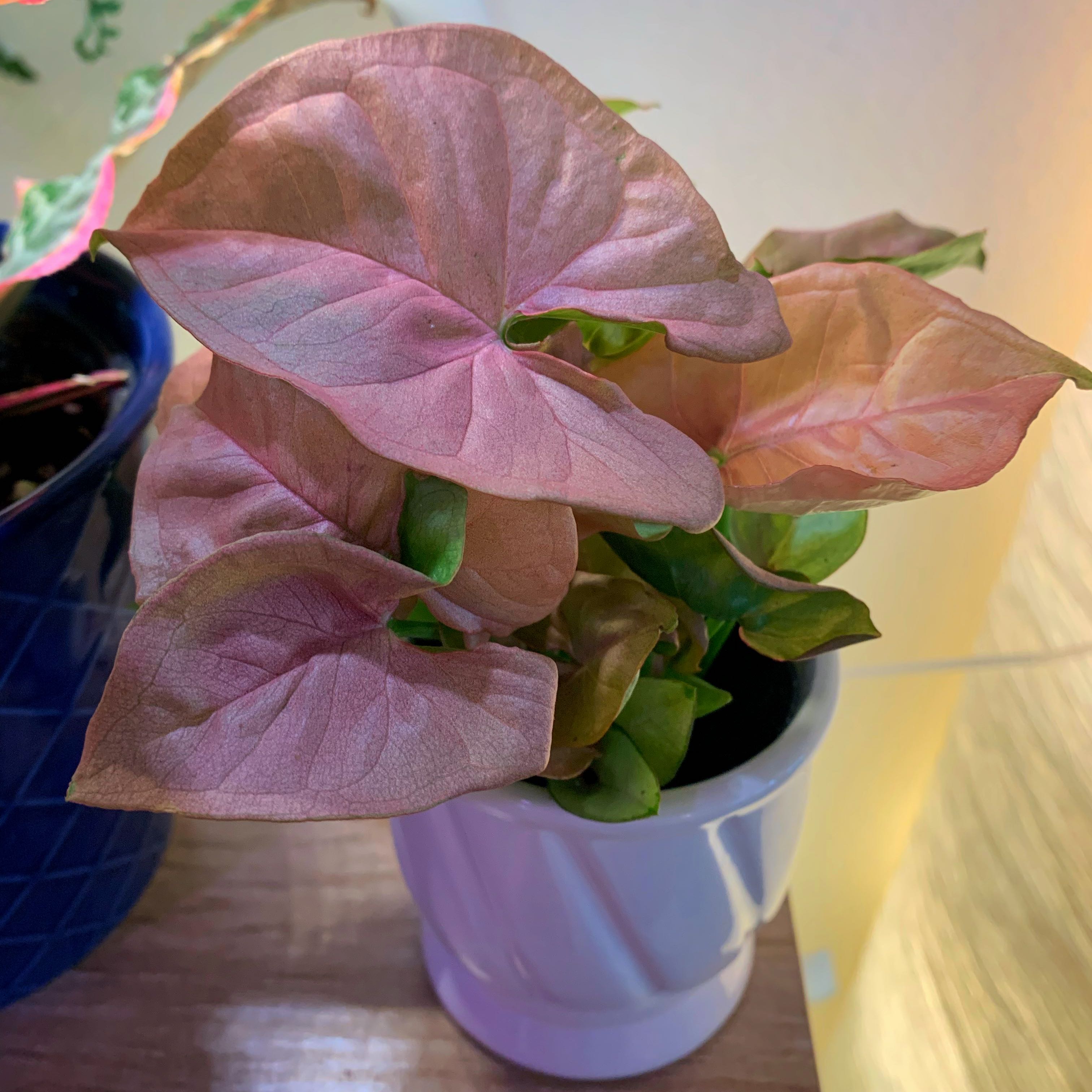 Pinky Tuscadero