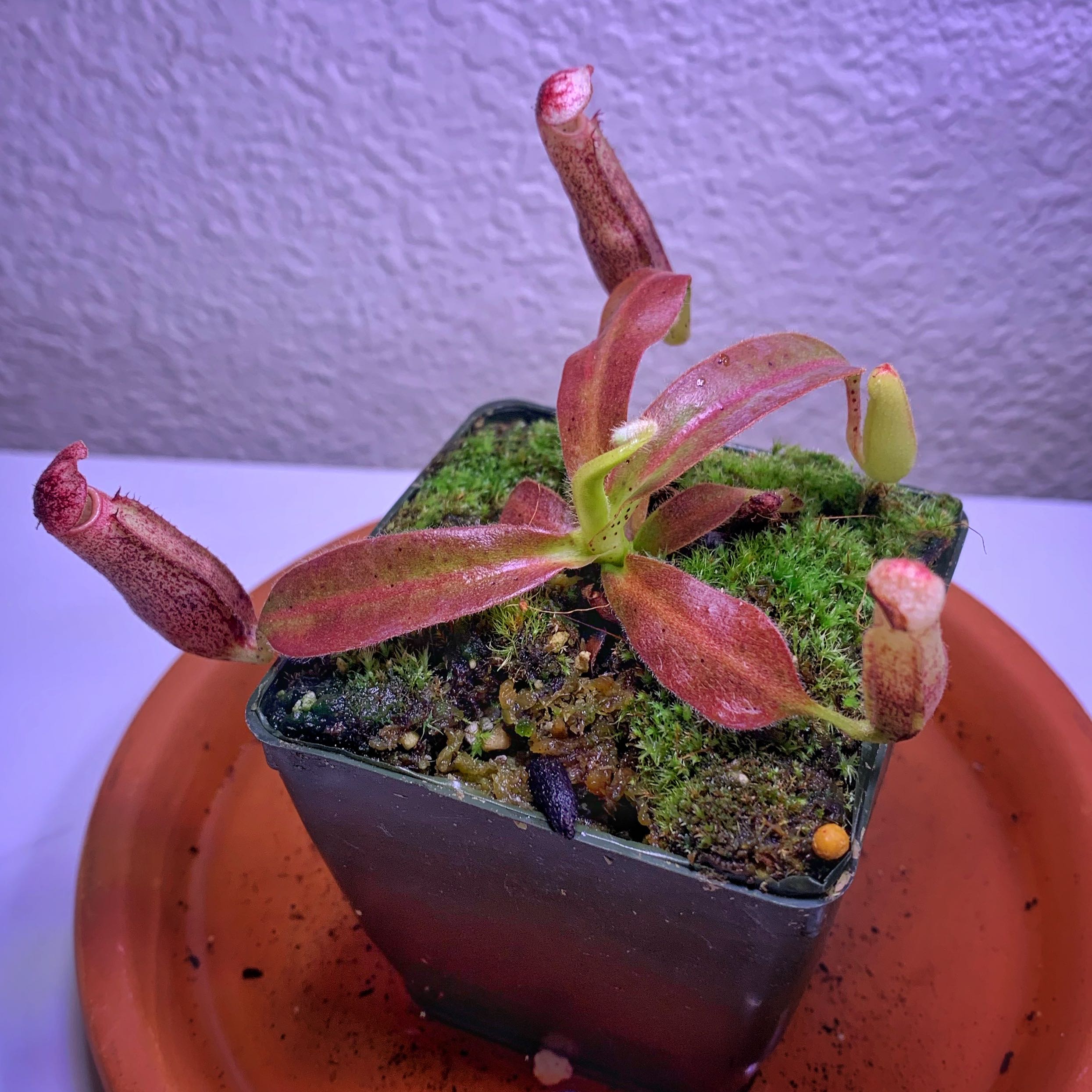 Photo from the post