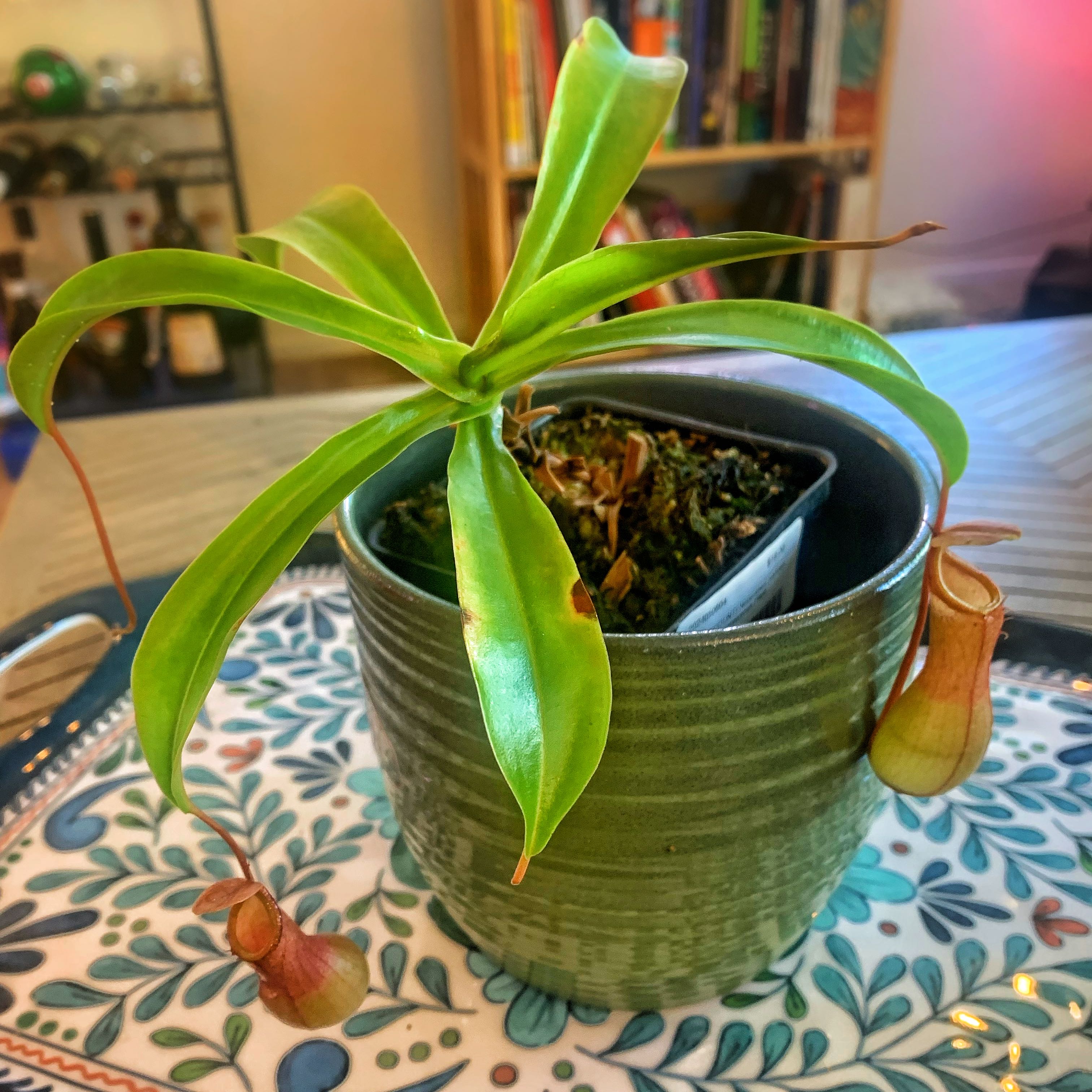Photo from the post