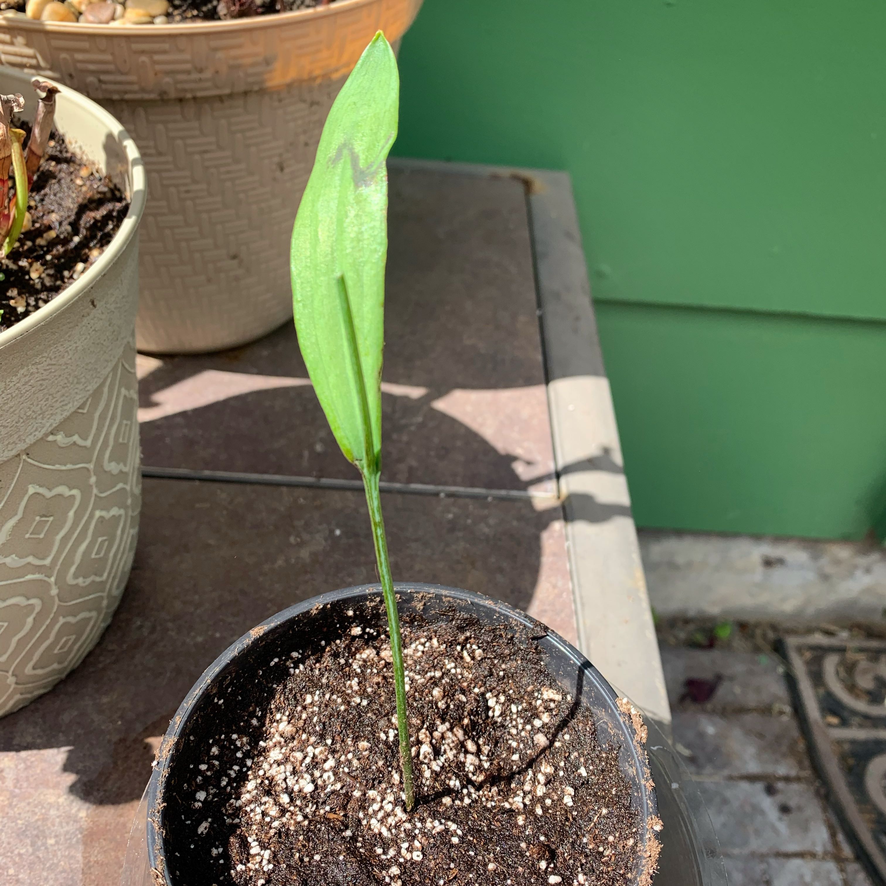 Photo of the plant species Snakemouth Orchid by @LaSiguanaba named Eva Peron on Greg, the plant care app