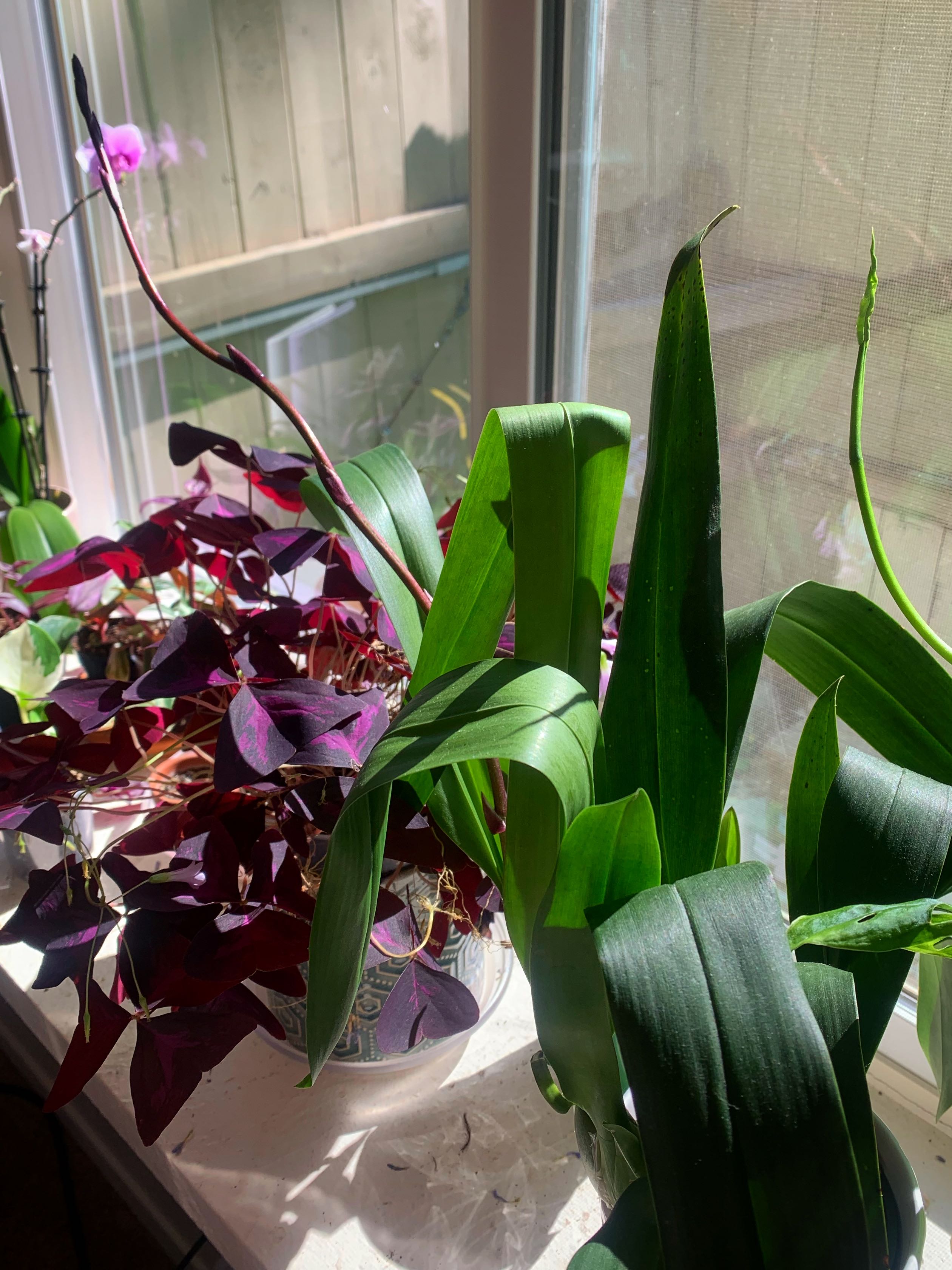 ⭐ Why Oncidium 'Twinkle' Is A Perennial Plant