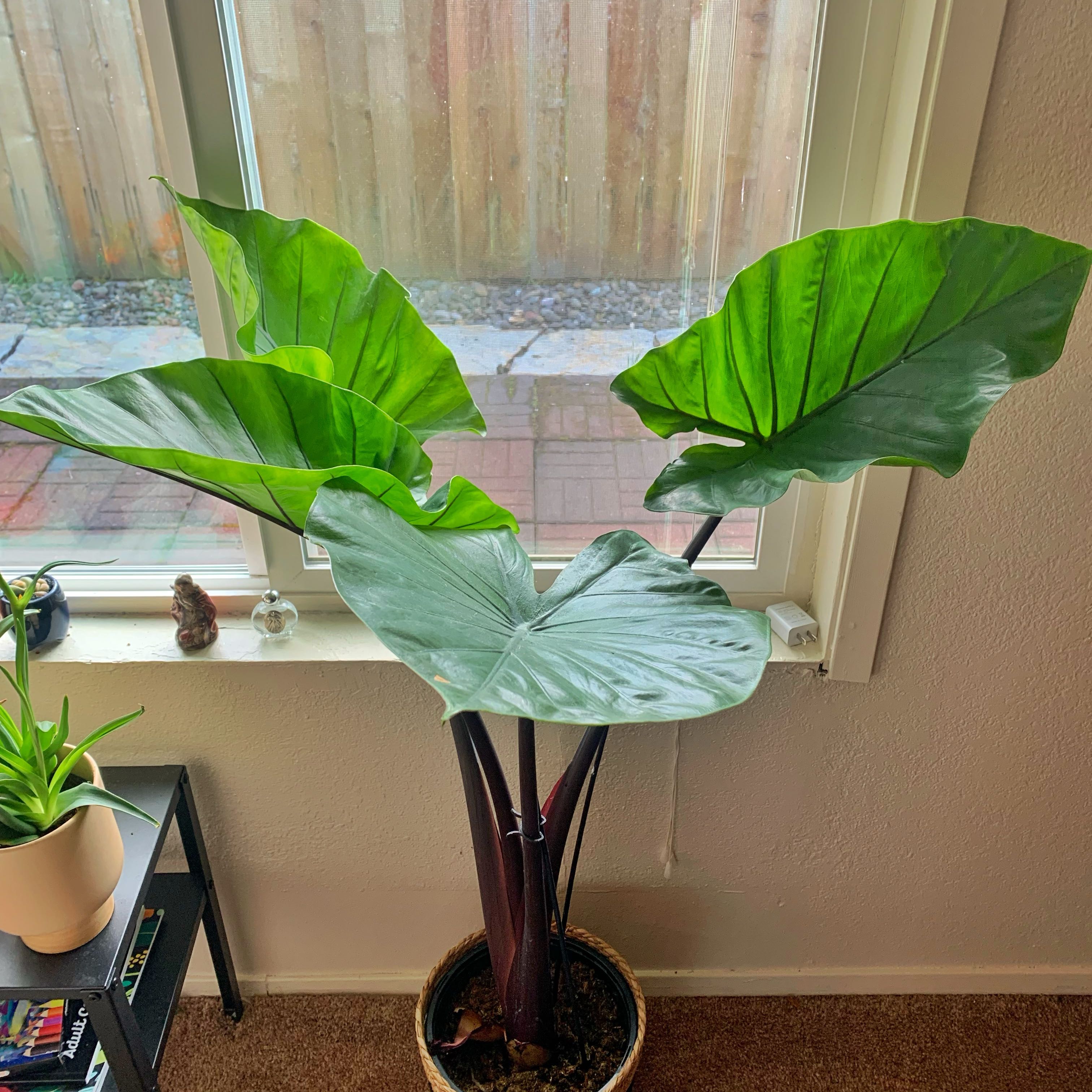Photo of the plant species Black Stem Elephant Ear by @LaSiguanaba named Eeyore on Greg, the plant care app