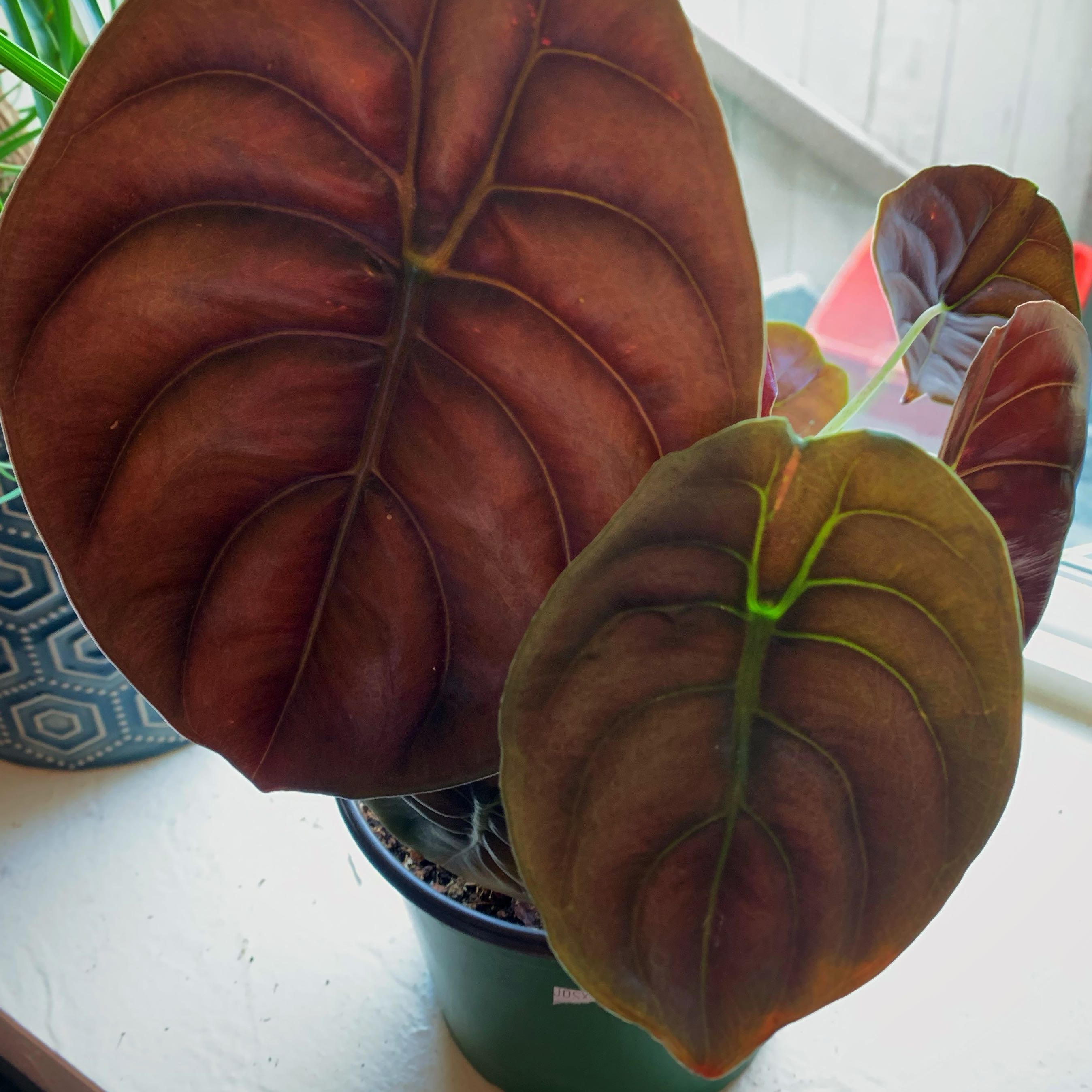 Robert (Bob) Plant