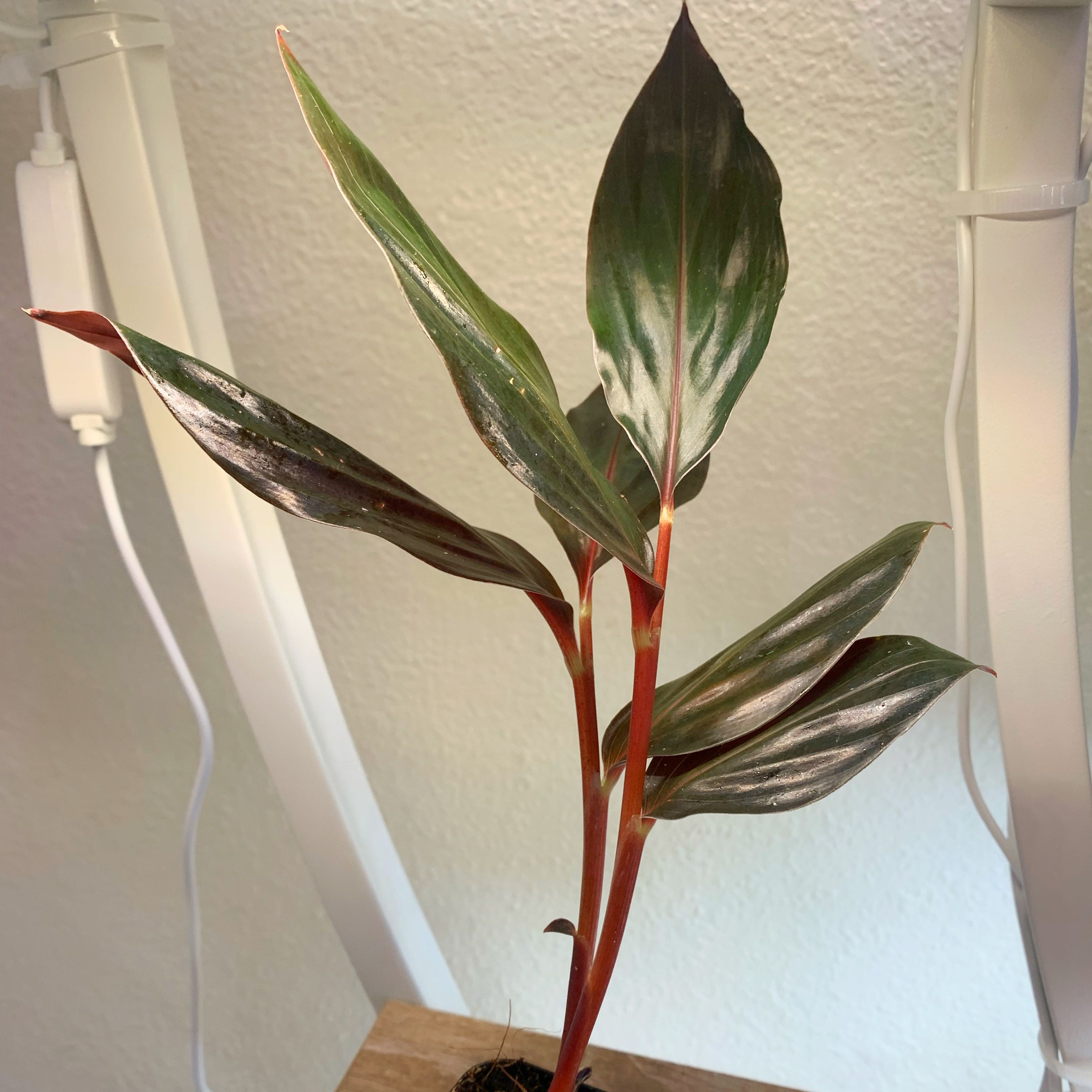 Photo of the plant species Black Ginger by @LaSiguanaba named Midnight Sun on Greg, the plant care app