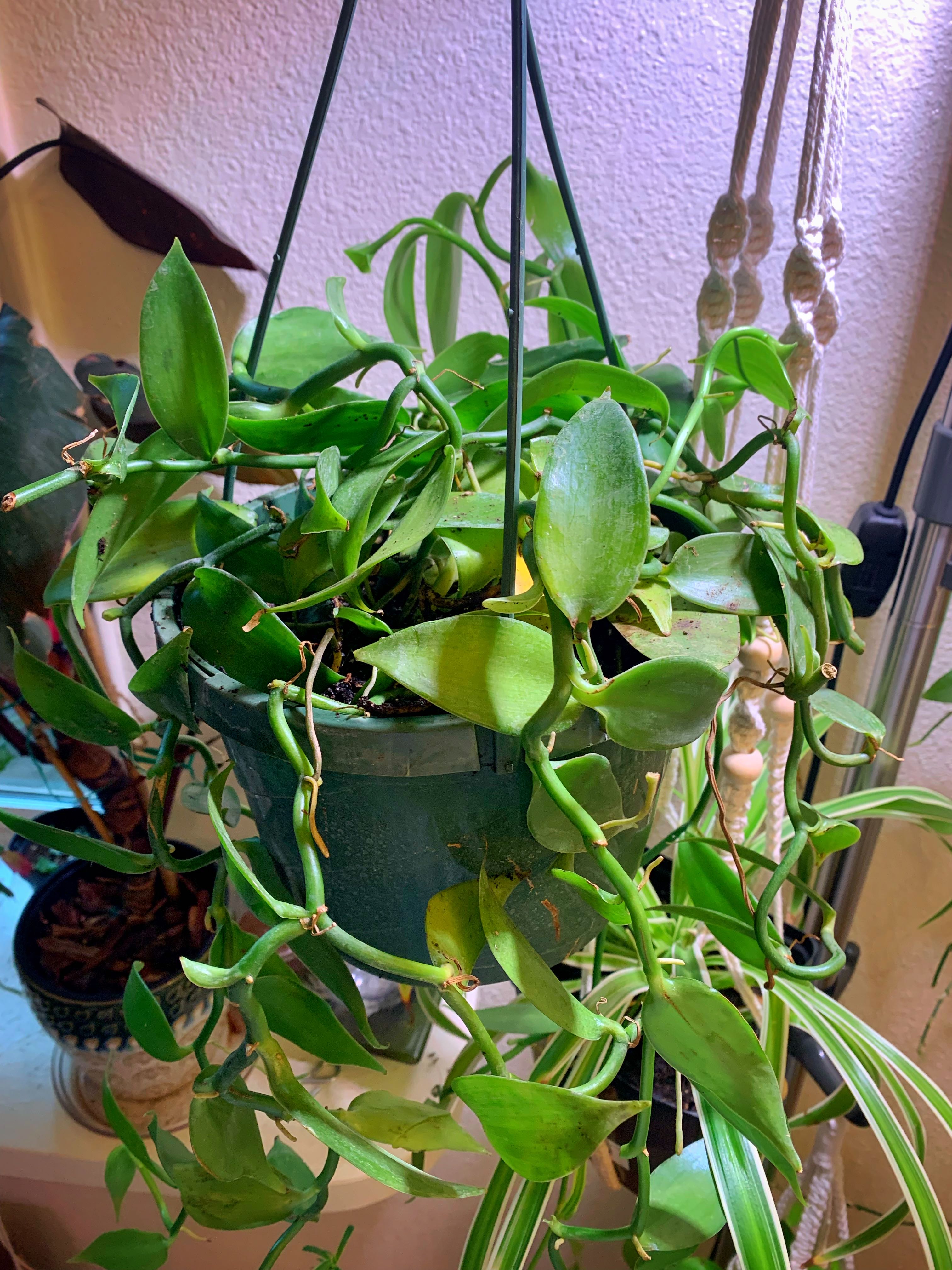 Top 3 Pot Features Your Madagascar Vanilla Will Love 🌺