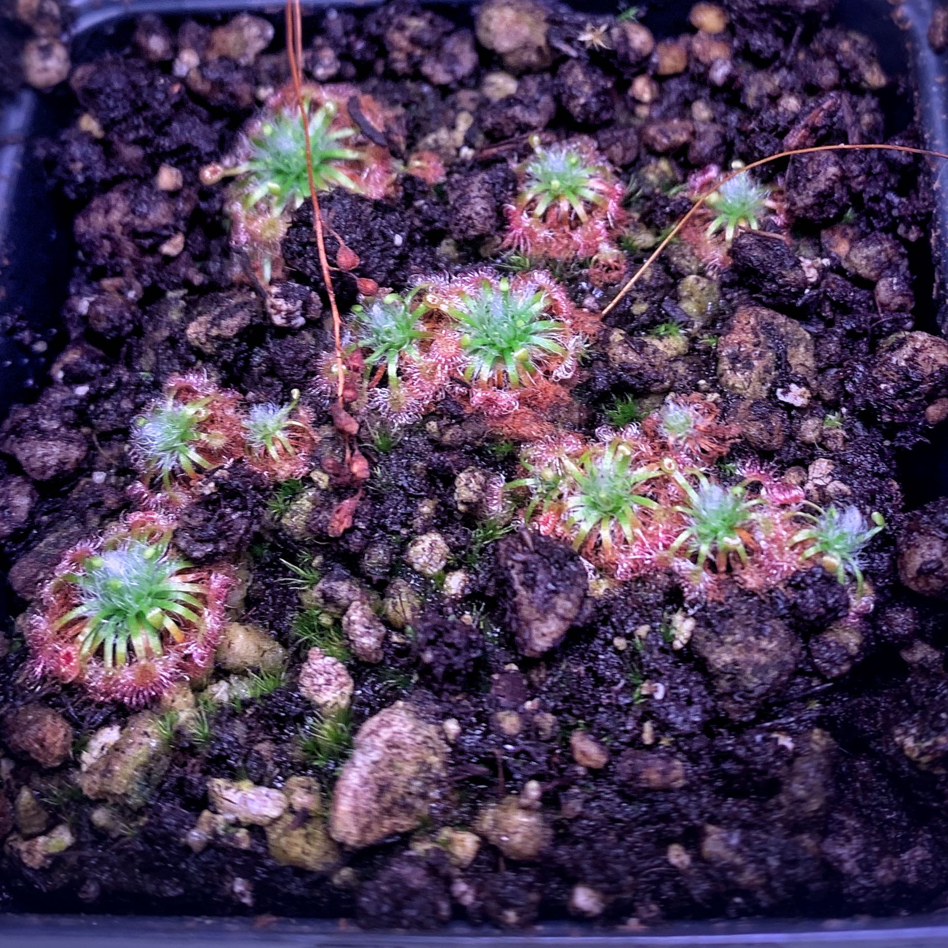 Photo of the plant species Pygmy Sundew by @LaSiguanaba named Stelle on Greg, the plant care app
