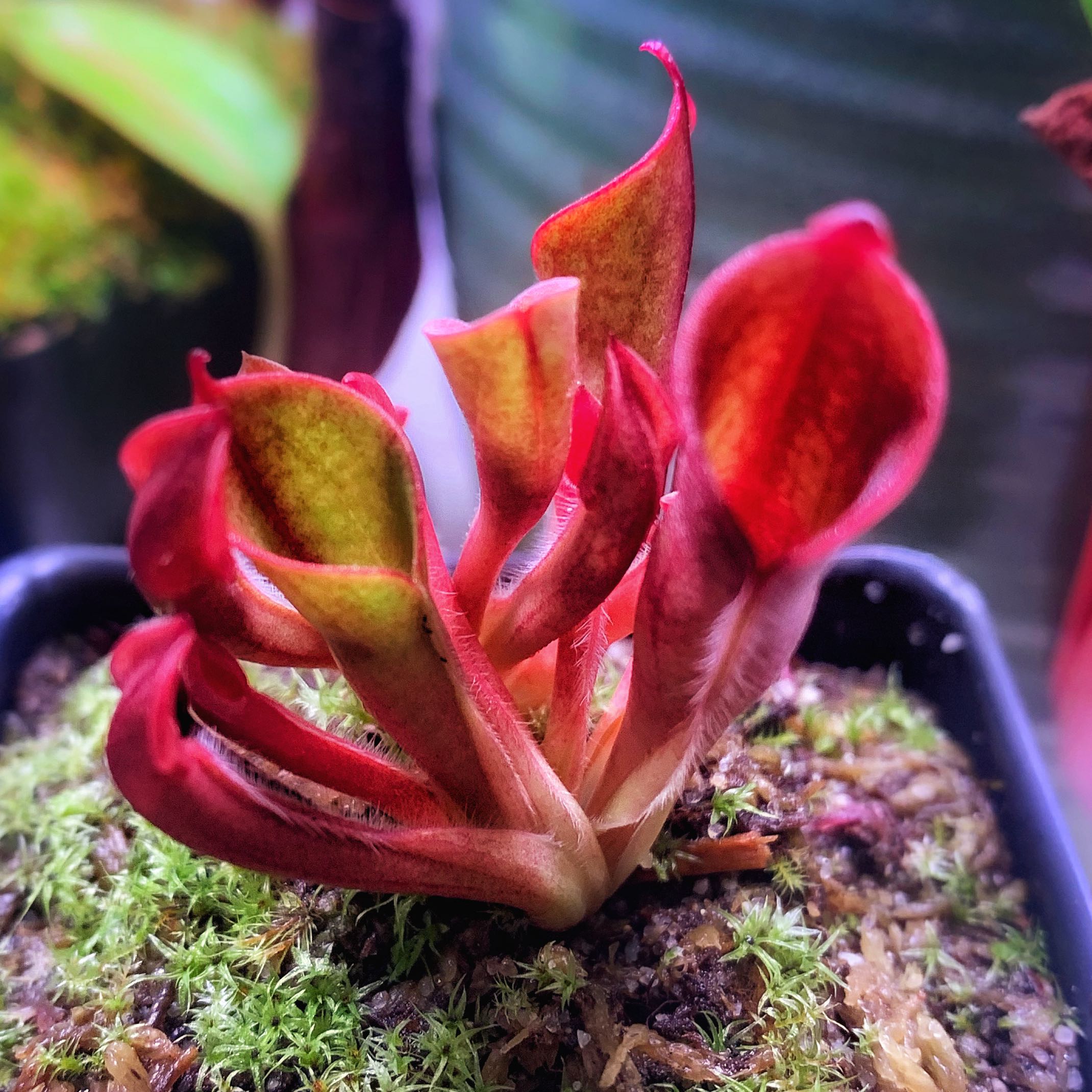 Plant care for Areolated Pitcher Plant on Greg, the plant care app
