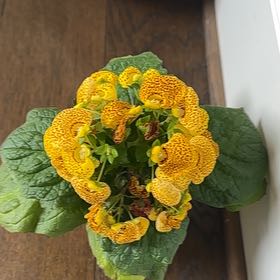 Photo of the plant species Calceolaria alba by @ncortesmd named Cleopatra on Greg, the plant care app