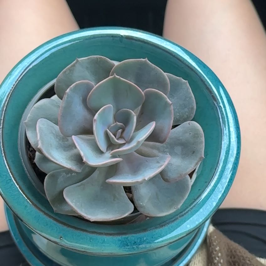 Echeveria 'Dusty Rose' succulent in a blue pot, healthy and well-framed.