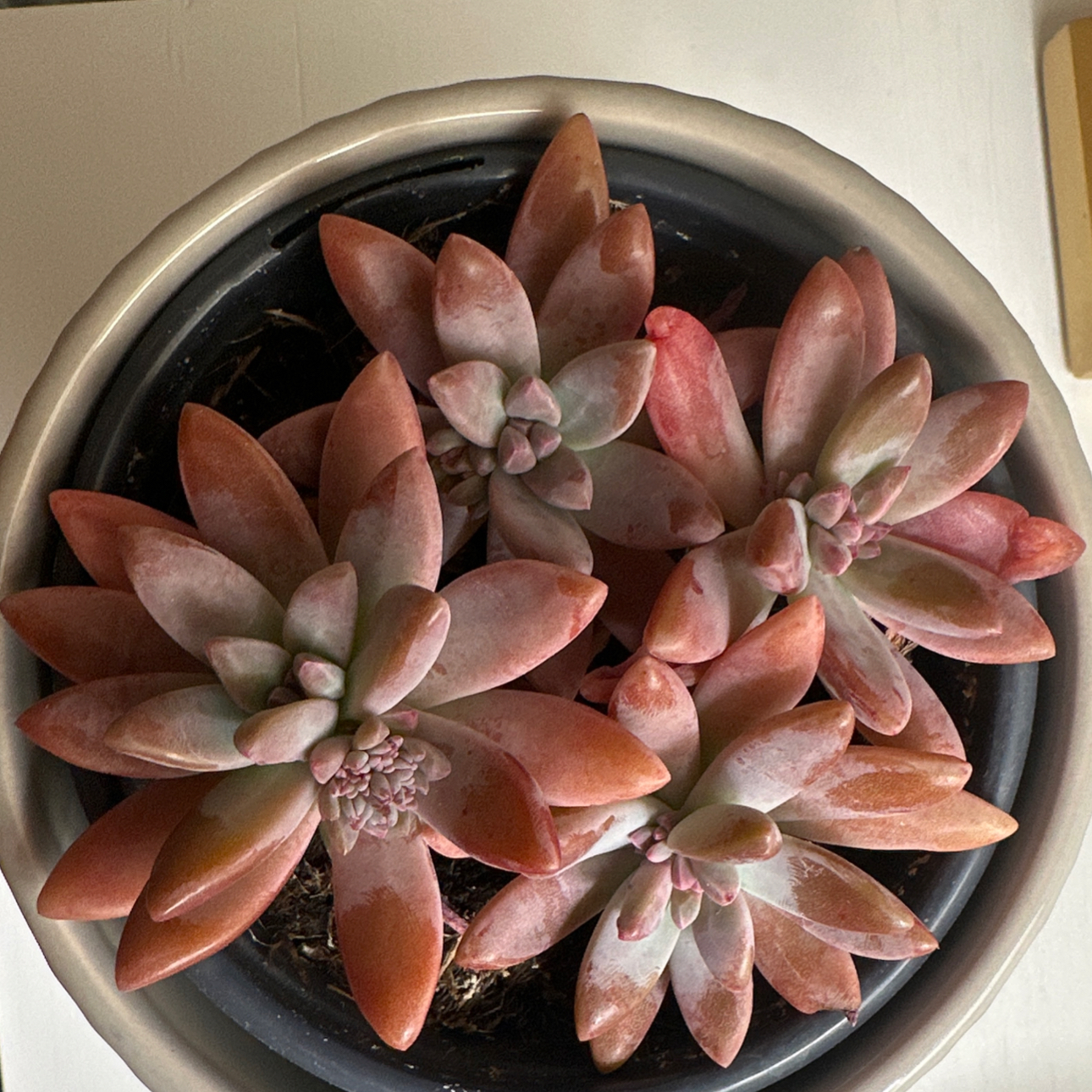 Potted Graptoveria 'Blue Pearl' succulent with multiple rosettes in a mix of green and reddish hues.