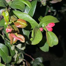 Photo of the plant species Flowering Quince by @FabulousBlueoak named Einstein on Greg, the plant care app
