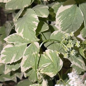 Photo of the plant species Bishop's Goutweed by @FabulousBlueoak named Ronaldo on Greg, the plant care app