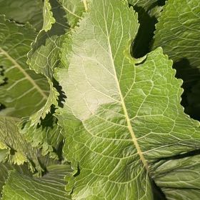 Photo of the plant species Horseradish by @FabulousBlueoak named Austen on Greg, the plant care app