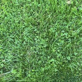 Photo of the plant species Poa Pratensis by @FabulousBlueoak named Sage on Greg, the plant care app