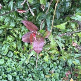Photo of the plant species Cherry Plum by @FabulousBlueoak named Aristotle on Greg, the plant care app