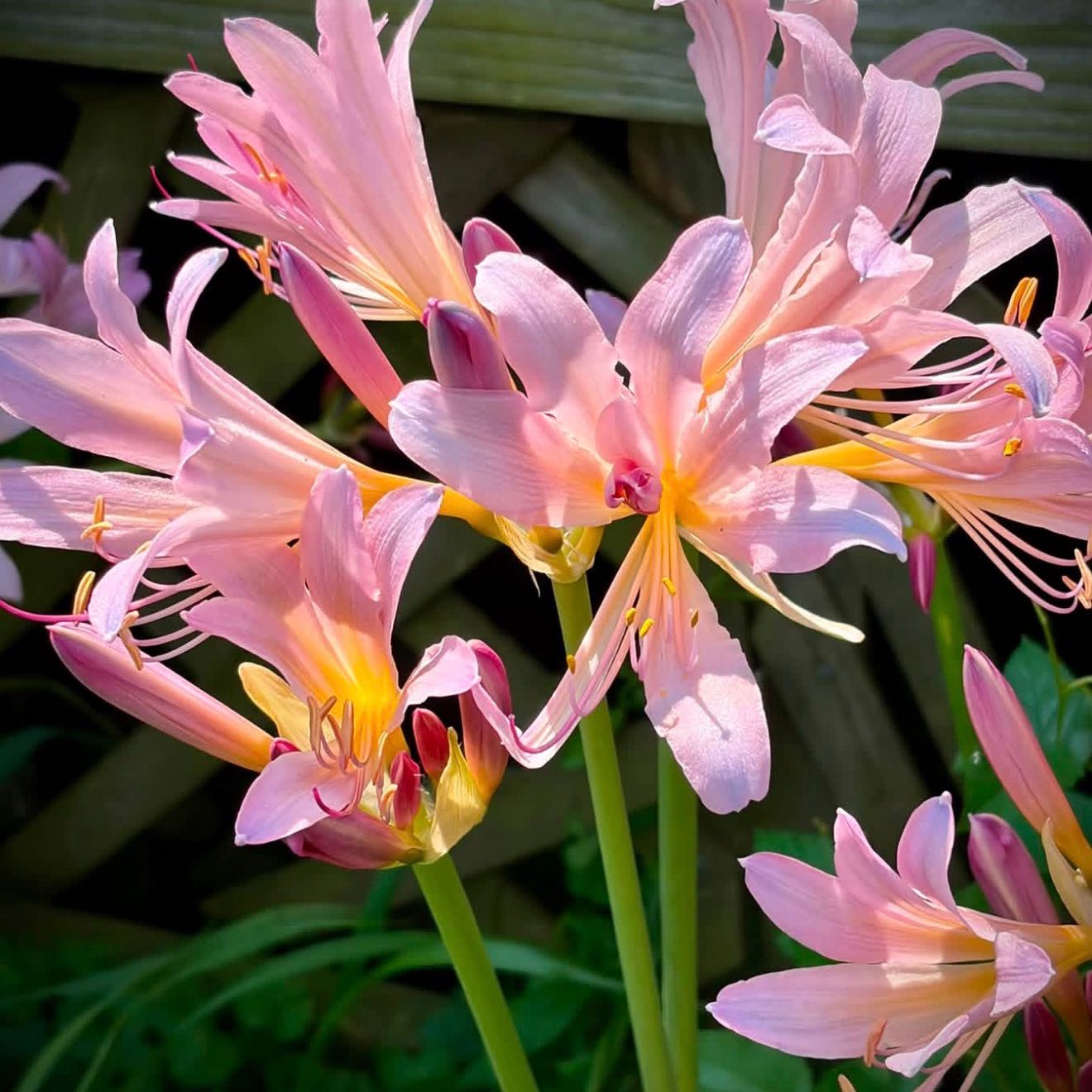 Photo of the plant species Resurrection Lily by @FabulousBlueoak named Dax on Greg, the plant care app