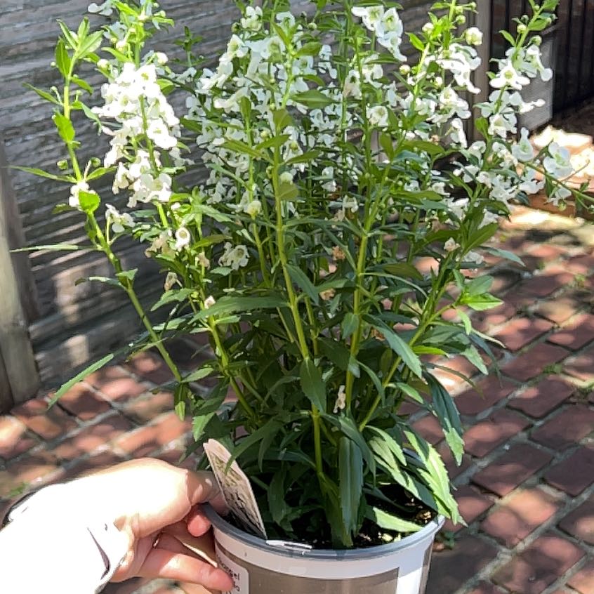 Photo of the plant species Archangel Angelonia by Claudia named Delilah on Greg, the plant care app
