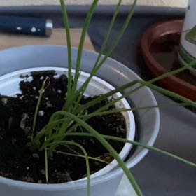 Photo of the plant species Small Yellow Onion by @YernSedeveria named Forrest on Greg, the plant care app
