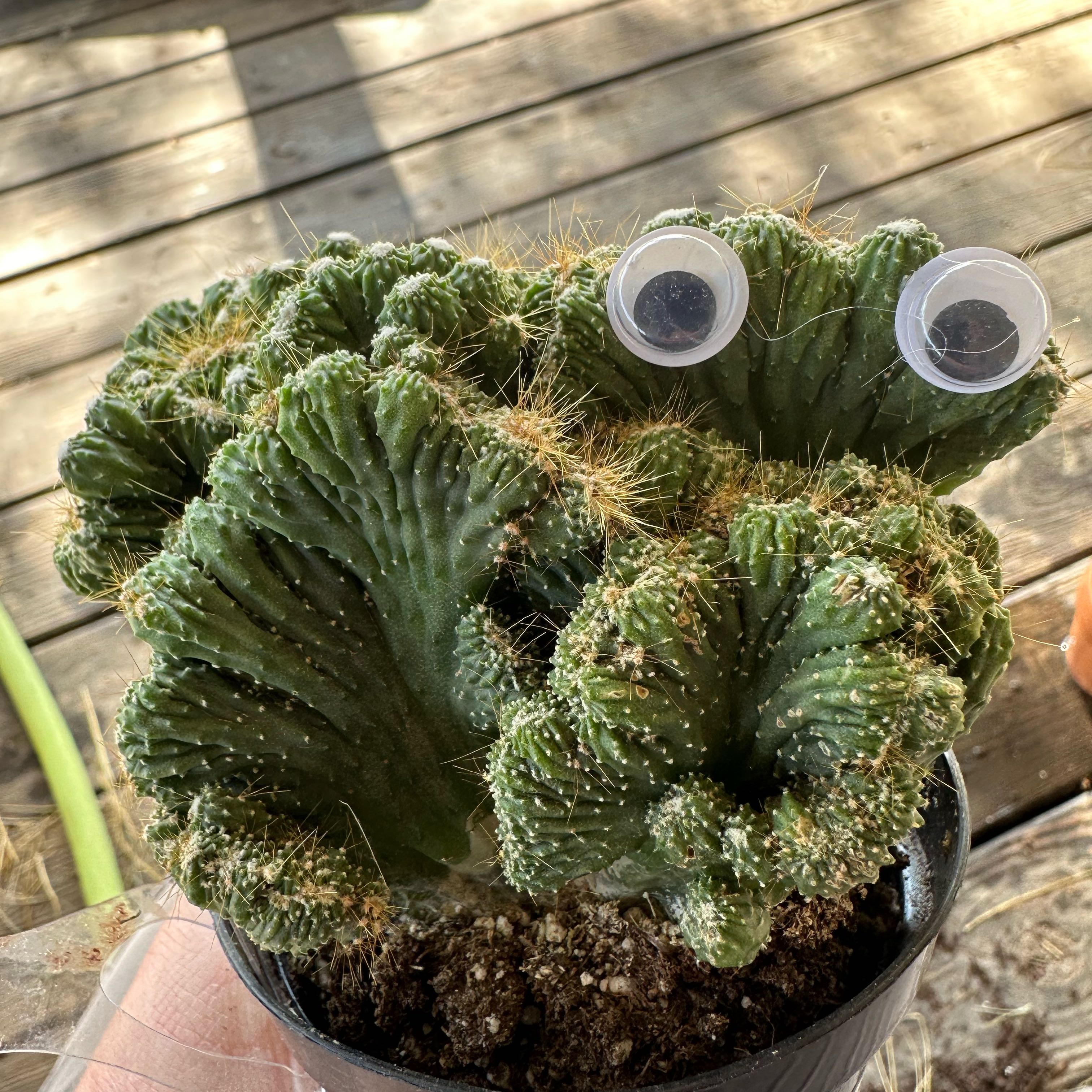 Photo of the plant species Cereus peruvianus f. monstrose by @Lilgreenfinger named Corally on Greg, the plant care app