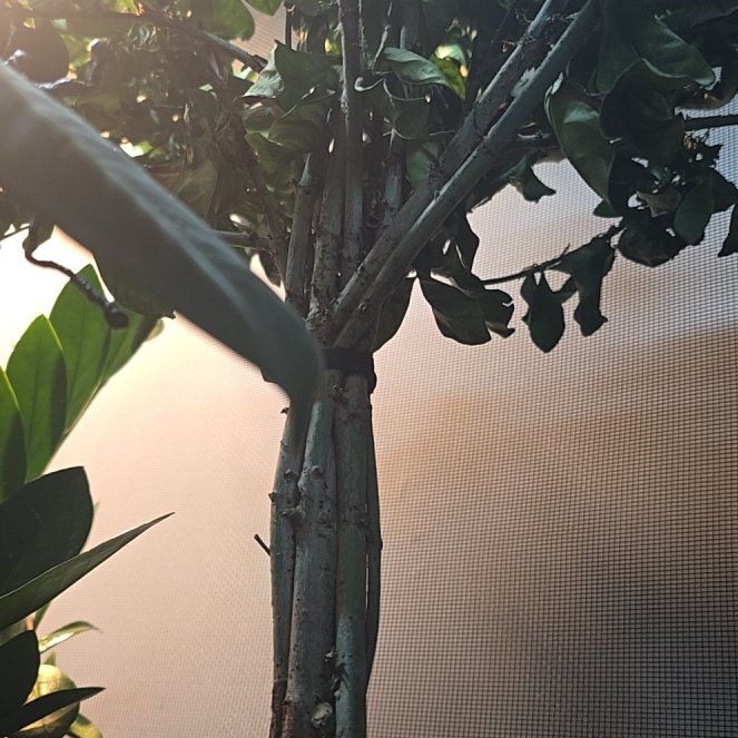 Photo of the plant species Miami Supreme Gardenia by @KeyLeucophyta named Kesha on Greg, the plant care app