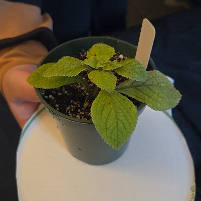 Photo of the plant species Purple Swedish Ivy by @RightlyAnise named Demi on Greg, the plant care app