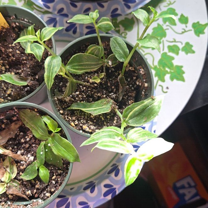 Photo of the plant species White Stripe Wandering Jew by @RightlyAnise named Beyonce on Greg, the plant care app