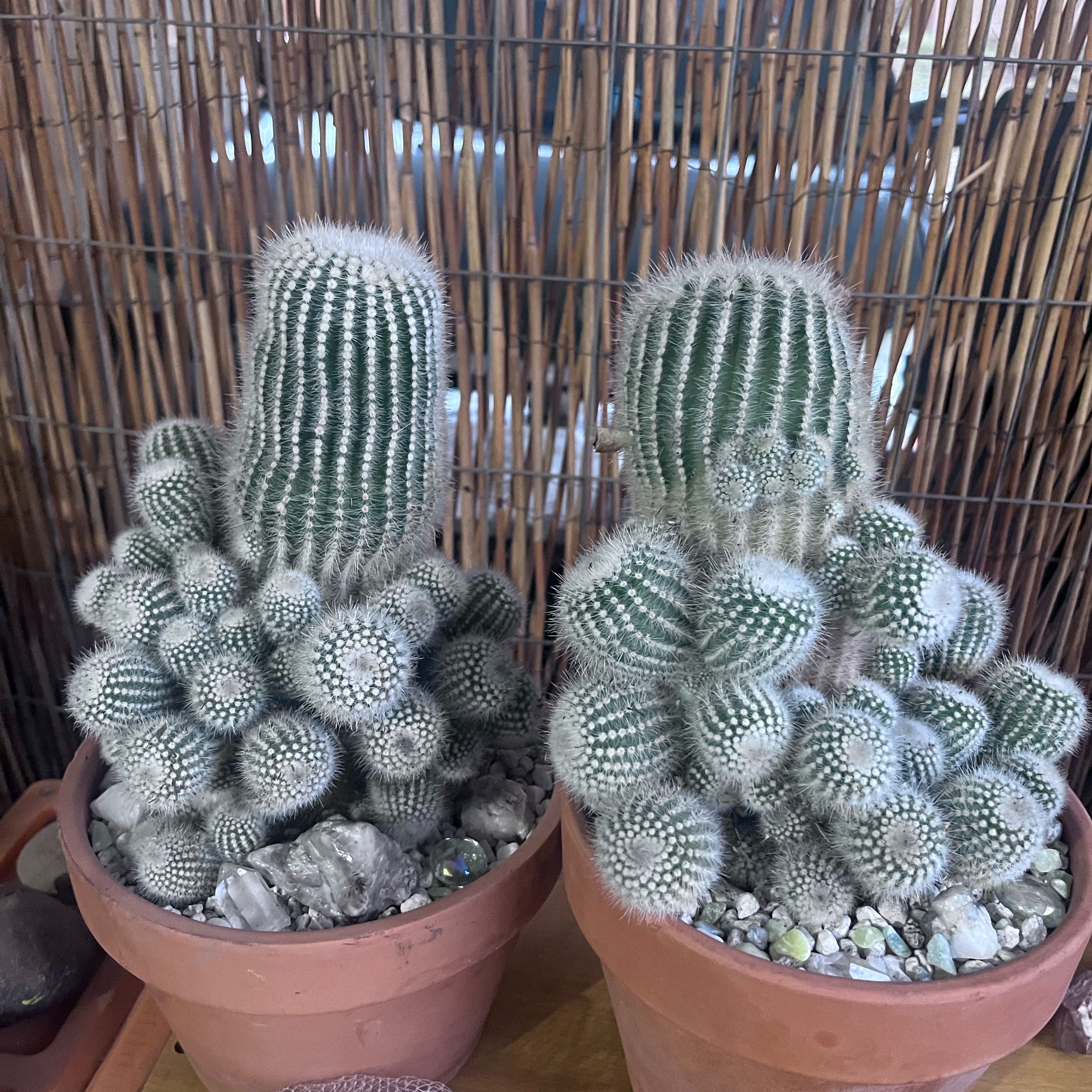 Photo of the plant species Notocactus Scopa by @ThePinkCactus named Notocactus Scopa Var. Albispinus on Greg, the plant care app