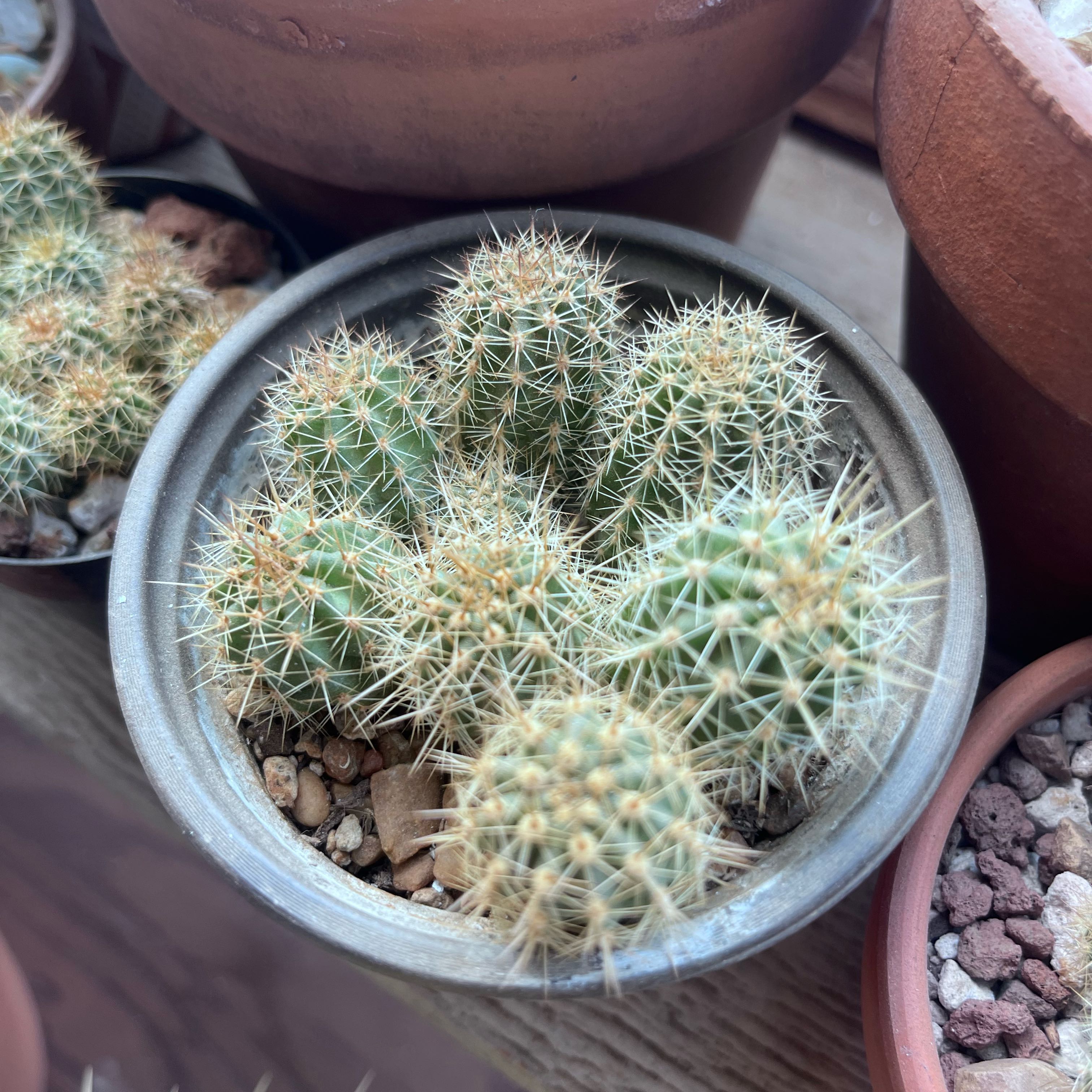 A healthy Torch Cactus in a small pot with visible soil and multiple stems.