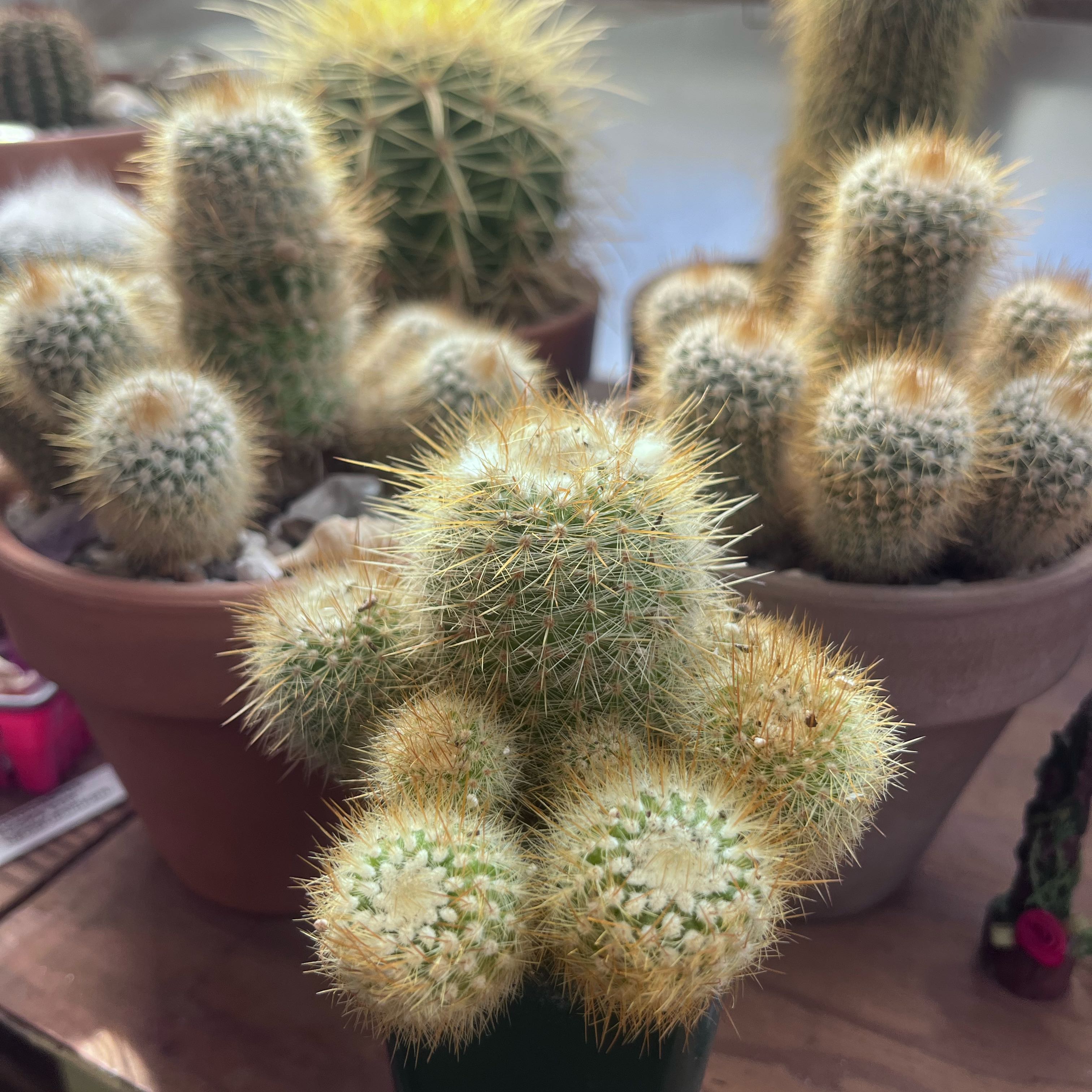 Photo of the plant species Notocactus Scopa by @ThePinkCactus named Scopas on Greg, the plant care app