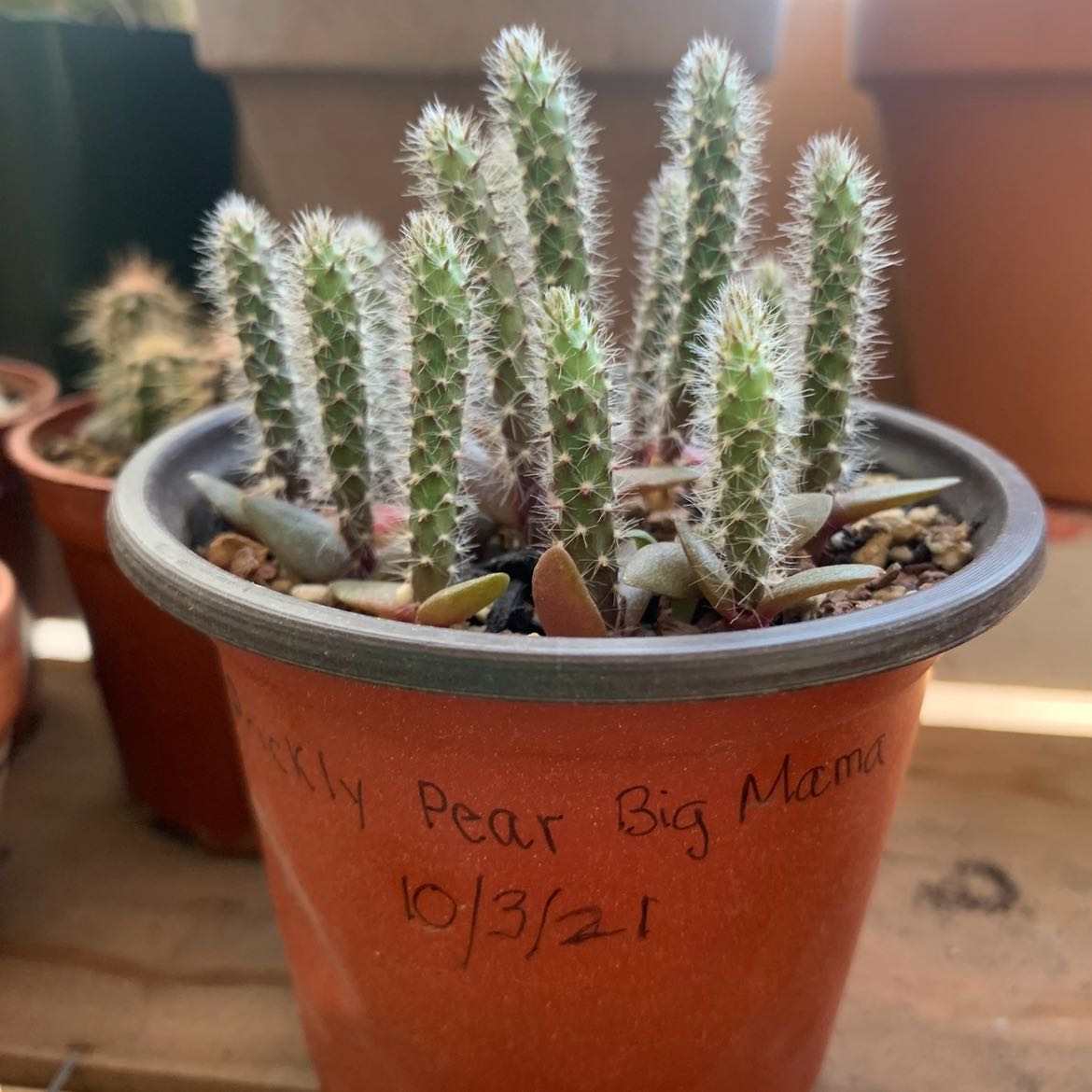 Photo of the plant species Prickly Pear by @ThePinkCactus named Seed Grown on Greg, the plant care app