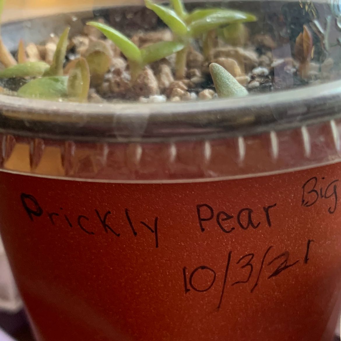 Photo of the plant species Prickly Pear by @ThePinkCactus named Seed grown on Greg, the plant care app