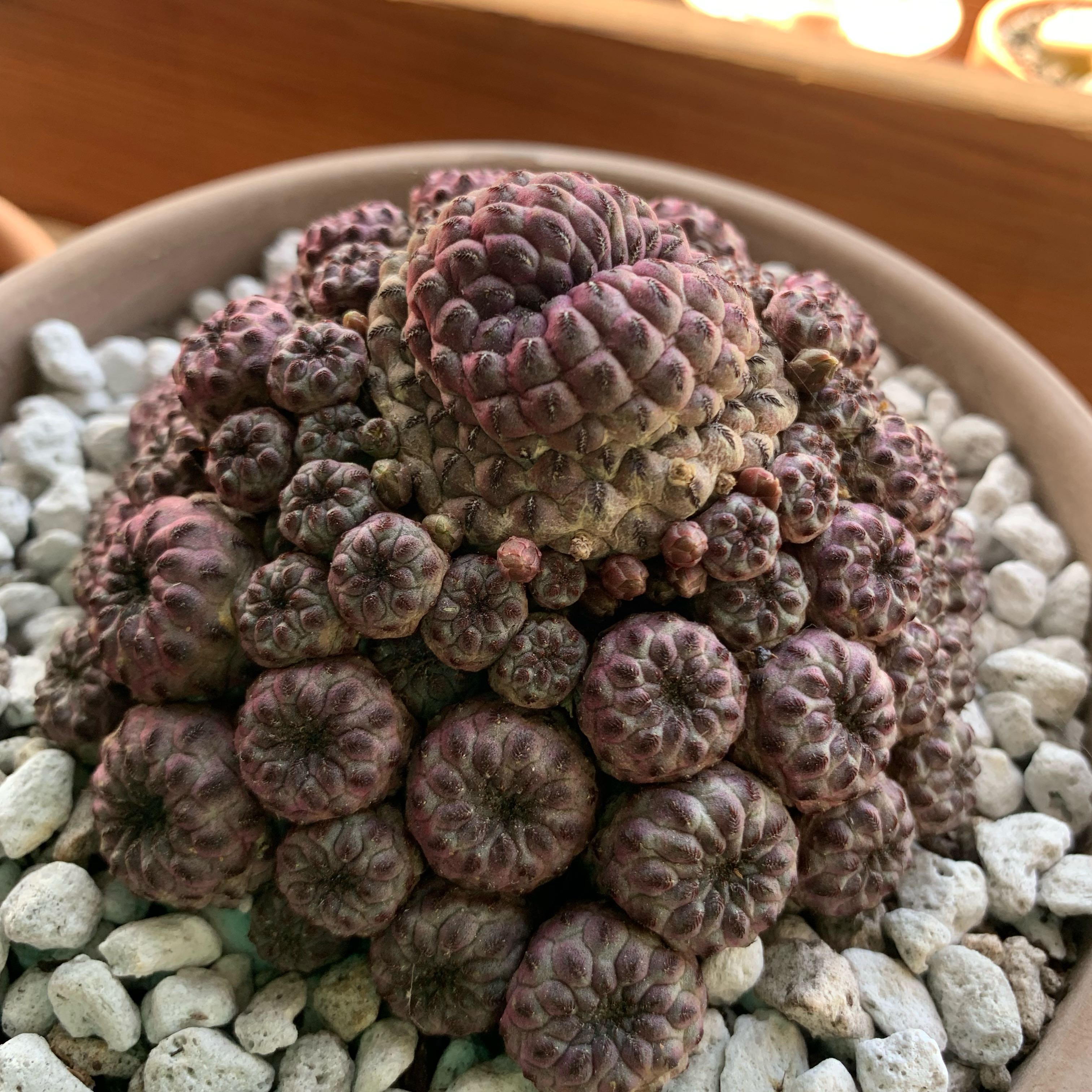 Rebutia canigueralii cactus in a pot with white gravel, appears healthy.