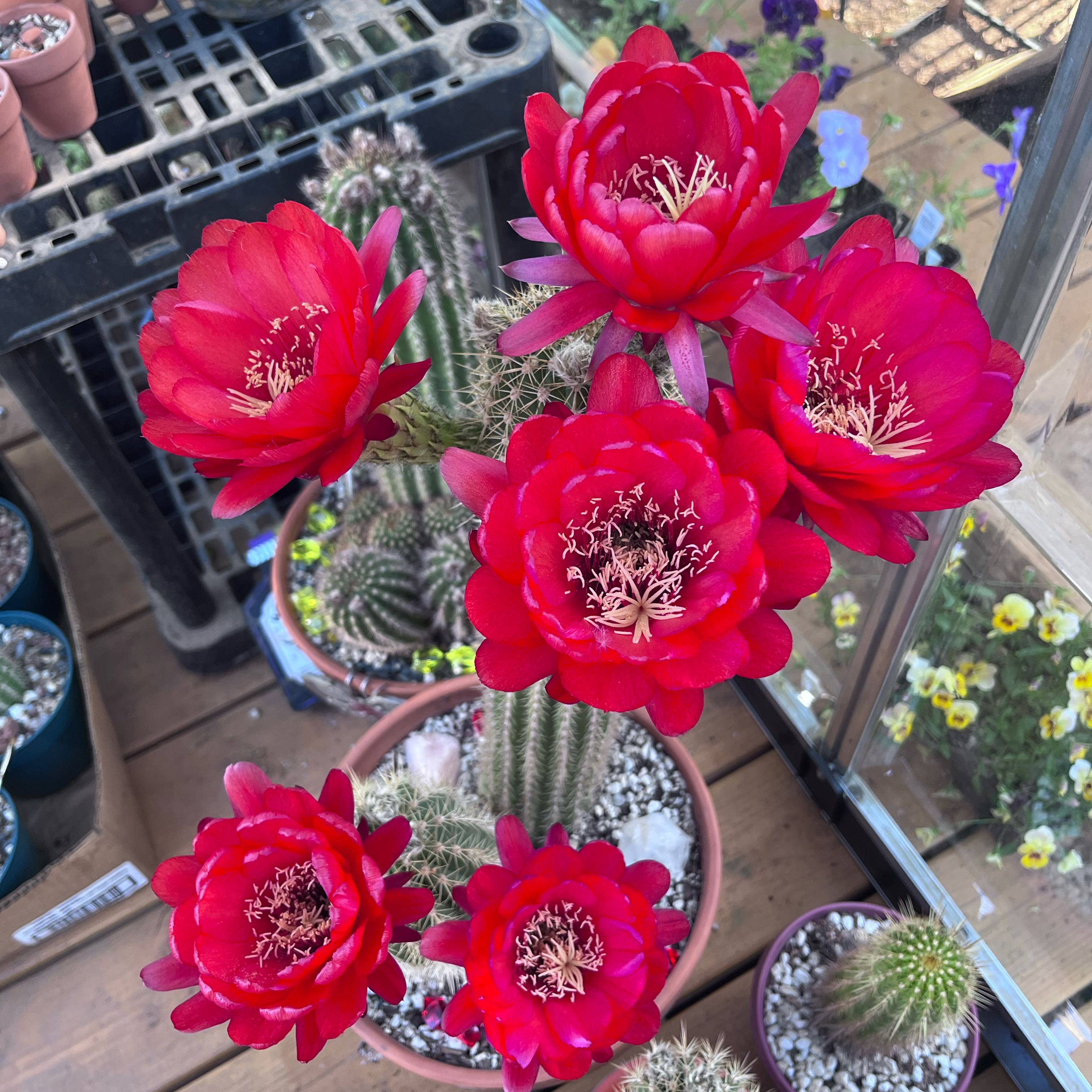 Torch Cactus with vibrant red flowers in a pot, surrounded by other plants.