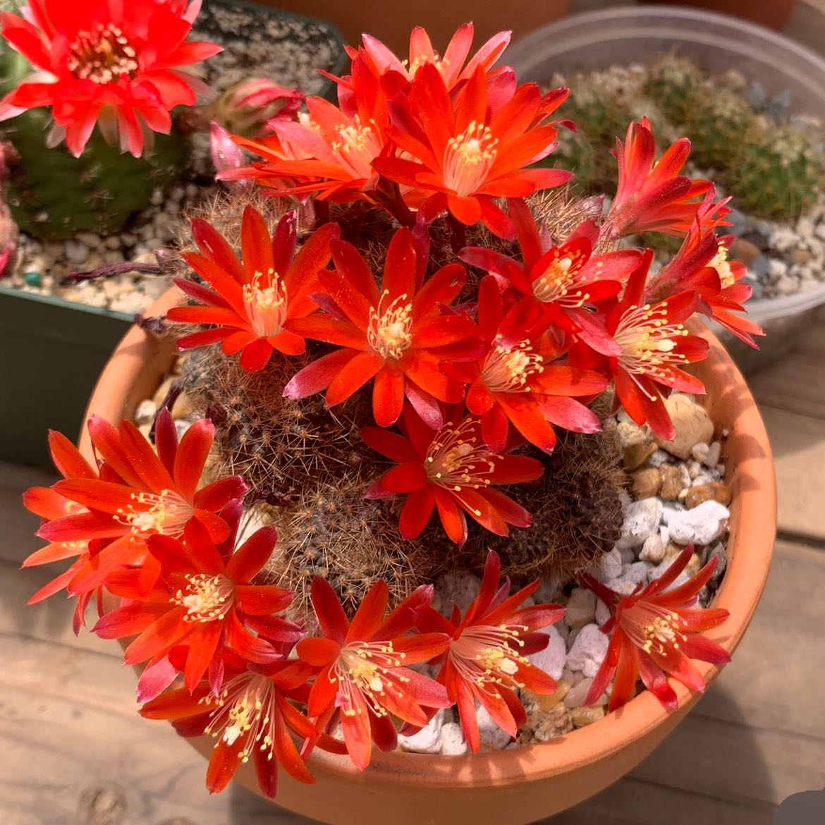 Photo of the plant species Rebutia fulviseta by @ThePinkCactus named Rebutia Fulviseta on Greg, the plant care app