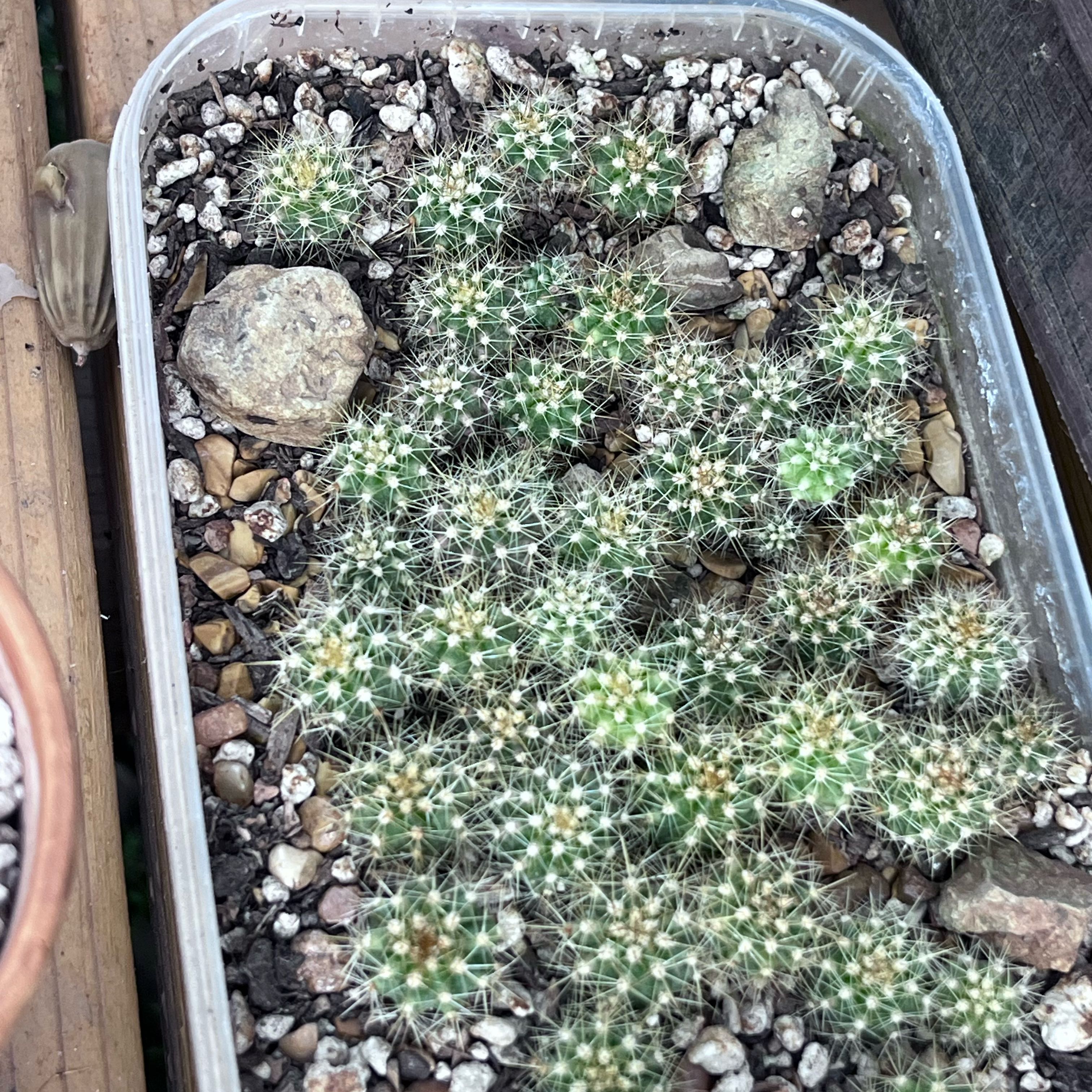 Container with multiple small Torch Cactus plants in rocky soil.